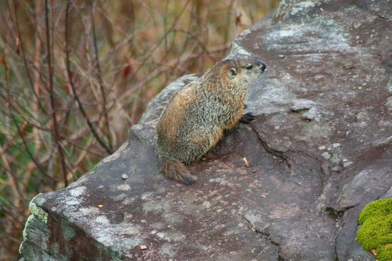Groundhog on a rock cliff