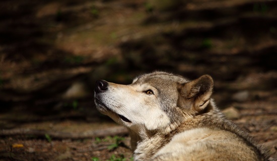 Wolf Looking Up