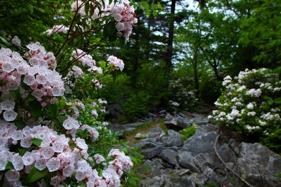 Dolly Sods Mountain WildFlowers