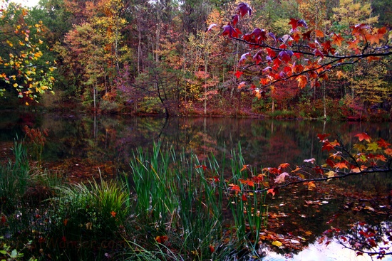 Fall Color Reeds Trees Lake
