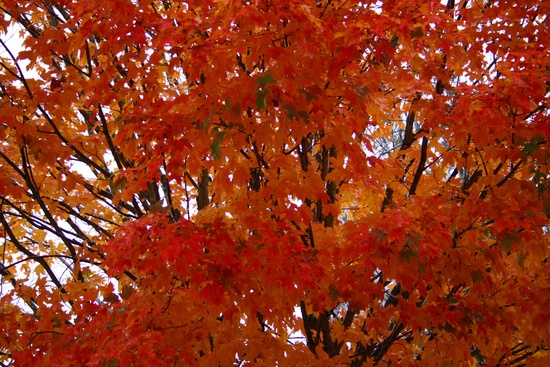 Fall Orange Maple Tree