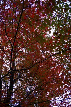 Fall Red Green Tree