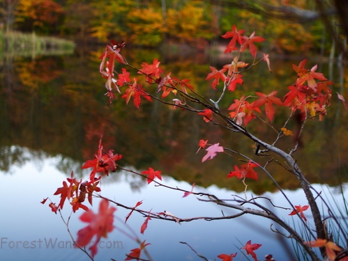 Autumn Red Maple Leaves Lake Reflection