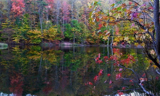 Autumun Tree Leaves Reflecting Lake
