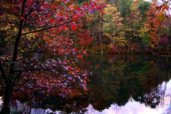 Fall Trees Winecellar Lake