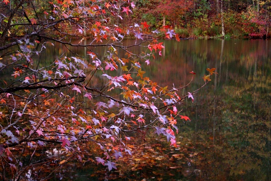 Fall Winecellar Lake Tree