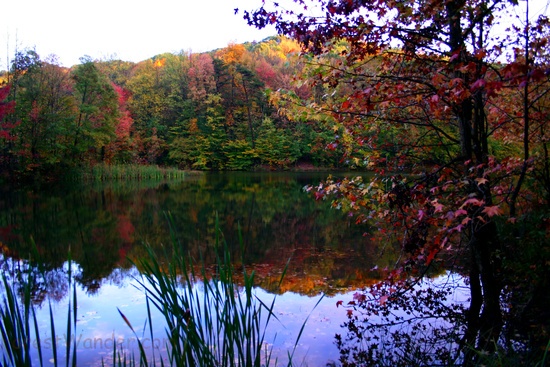 Fall Winecellar Lake Trees