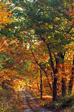 Mountain Autumn Country Road