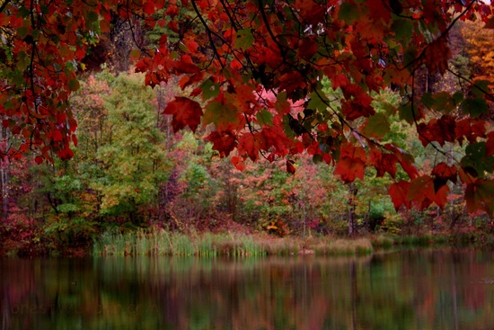 Autumun Red Fall Tree Lake