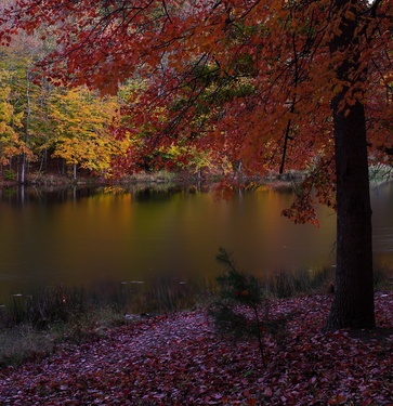 Autumn Tree Lake Fallen Leaves