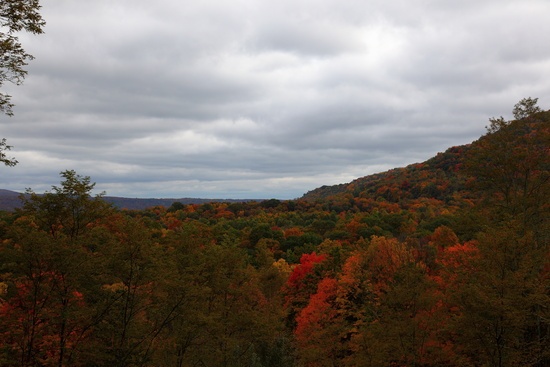 Fall Foliage Trees Hillside