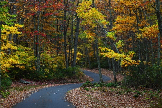 Fall Foliage wv Winding Country Road