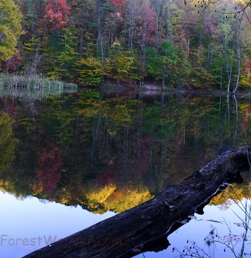 Log Lake Autumn Reflection