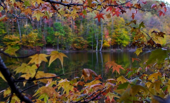 Looking Through Tree Autumn Leaves Lake