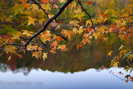 Tree Branch Fall Leaves Lake Reflection