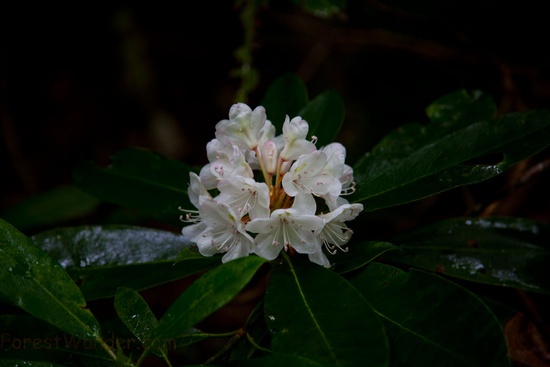 After Spring Rain Wildflower