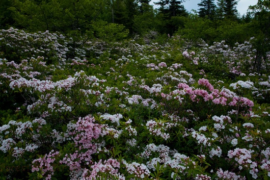 Beautiful Field Flowers Wv