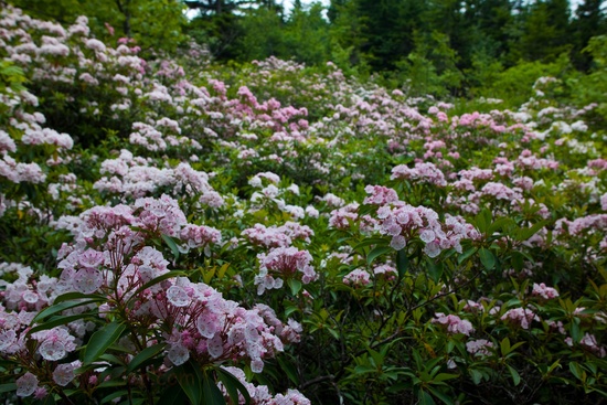 Beautiful Spring Wildflowers Mountain Field