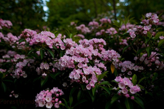 Bouquet Spring Wildflowers