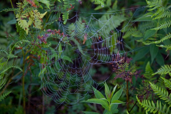 Dew Spring Morning Spiderweb