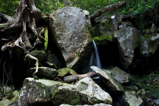 Rocks Tree Roots Spring Forest