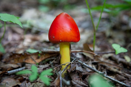 Spring Mushroom Forest Floor Macro