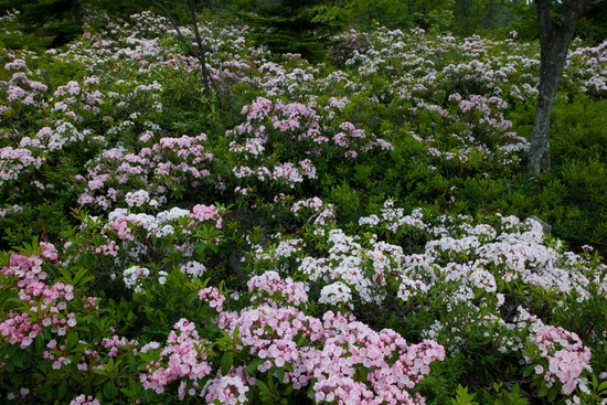 Field Spring Flowers
