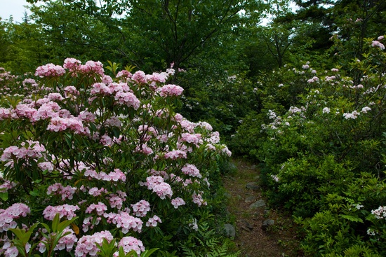 Forest Trail Spring Mountain Flowers