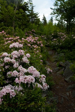 Forest Trail Spring Flowers