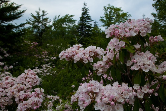 Forest Trees Flowers