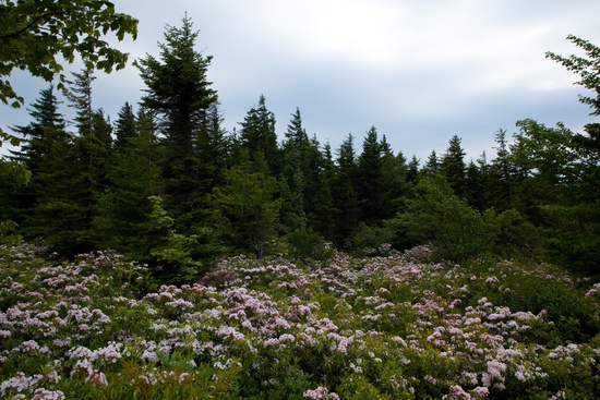 Forest Trees Wildlfowers