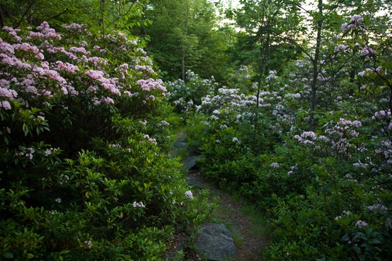 Mountain Spring Wildflowers Walking Trail