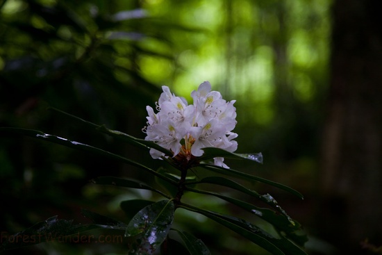 Mountain Trail Azalea Flower