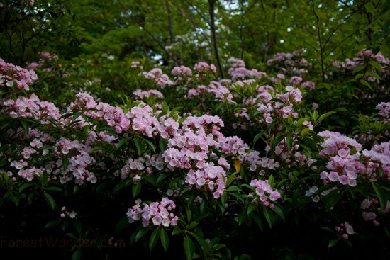 Pink Mountain Wildlfowers Wv