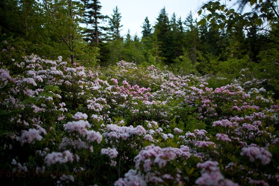 Pink Spring Forest Wildlfowers