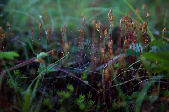 Spiderweb Macro Spring Morning