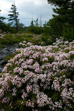 Spring Bloom Wildflowers Bush