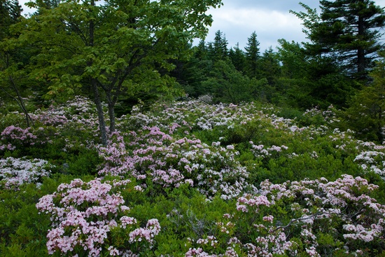 Spring Field Wildflowers