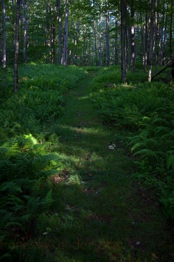 Spring Hiking Trail Wv