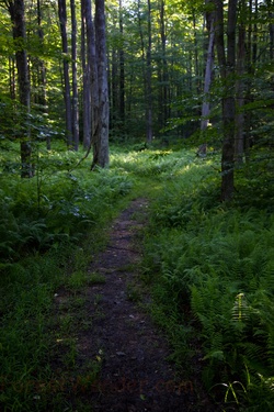 Spring Morning Hiking Trail