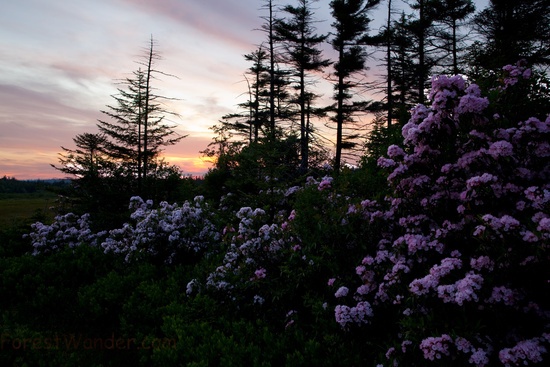 Spring Sunset Mountain Wildlflowers