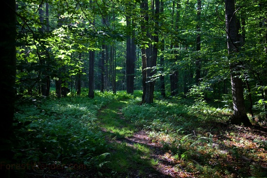 Spring Sunshine Walking Trail