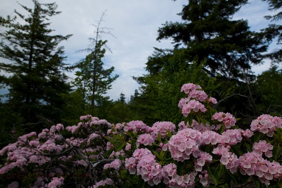 Spring Trees Flowers Sky