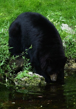 Black Bear Climbing Water