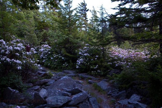 Walking Trail Spring Rocks