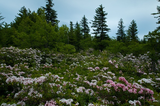 West Virginia Forest Field Flowers