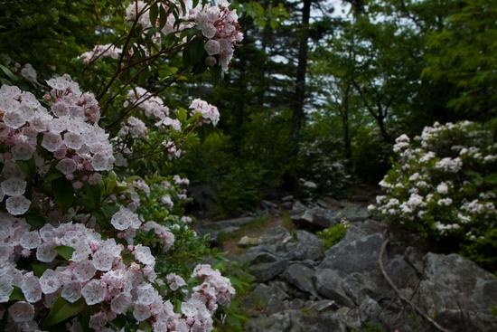 Wildflowers Rocks Spring Mountain Trail