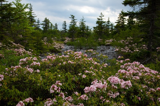 Wv Mountain Field Wildflowers