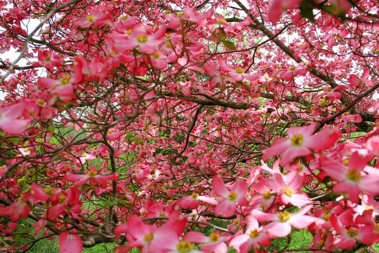 Pink Dogwood Flowers