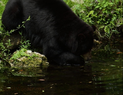 Black Bear Fishing Pond